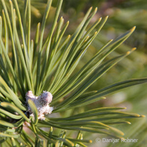 Pinus mugo'Gnom'