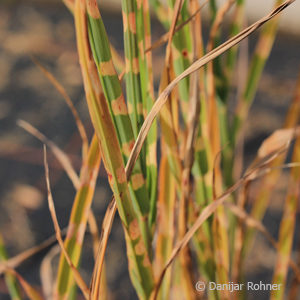 Miscanthus sinensis'Strictus'