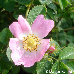 Wildrose Rosa canina