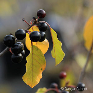 Frangula alnus