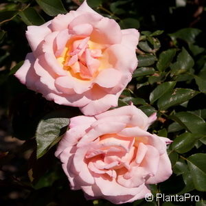 Kletterrose'Compassion'