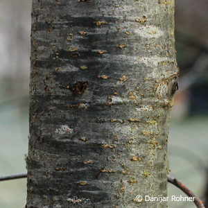 Alnus glutinosa