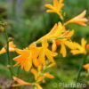 Crocosmia crocosmiiflora (x)