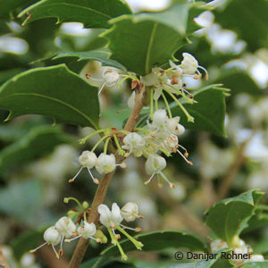 Osmanthus heterophyllus