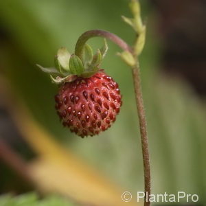 Fragaria vesca'Rosea'