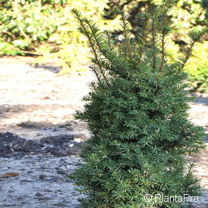 Taxus cuspidata'Nana'