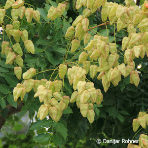 Koelreuteria paniculata