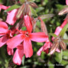 Phlox (Subulata-Gruppe)'Scarlet Flame'