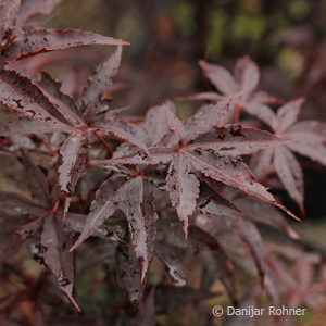 Acer palmatum'Bloodgood'