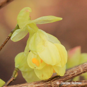 Corylopsis pauciflora