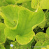 Brunnera macrophylla