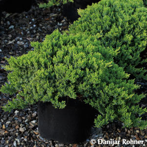 Juniperus procumbens'Nana'