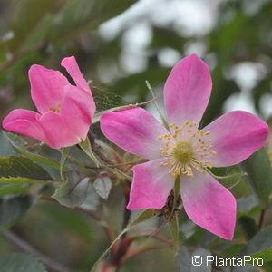 Wildrose Rosa glauca