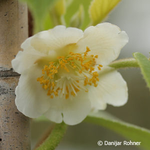 Actinidia deliciosamännlich