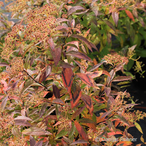 Spiraea japonica'Genpei' ('Shirobana')