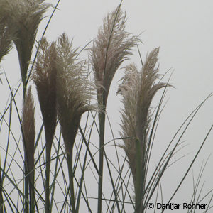 Cortaderia selloana