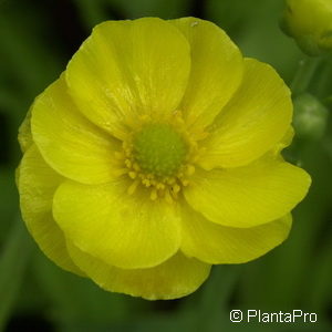 Ranunculus lingua