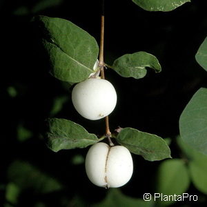 Symphoricarpos doorenbosii (x)'White Hedge'