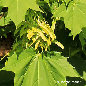 Acer platanoides