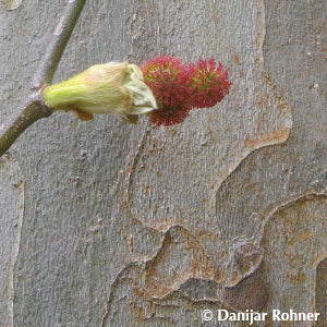 Platanus acerifolia