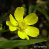 Ranunculus flammula