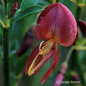 Cytisus praecox (x)'Hollandia'