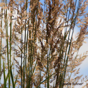 Calamagrostis acutiflora (x)'Karl Foerster'