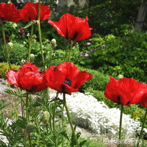 Papaver orientale'Indian Chief'