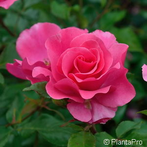 Strauchrose'Romanze'