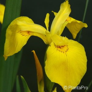 Iris pseudacorus