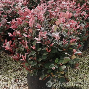 Photinia fraseri (x)'Little Red Robin' Kugel