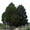 Sequoiadendron giganteum