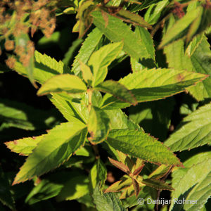 Spiraea japonica'Genpei' ('Shirobana')