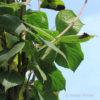 Tilia platyphyllos