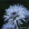 Globularia punctata