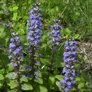 Ajuga reptans'Chocolate Chips'