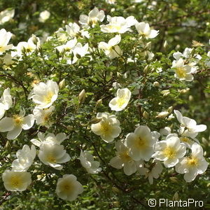 Wildrose Rosa pimpinellifolia