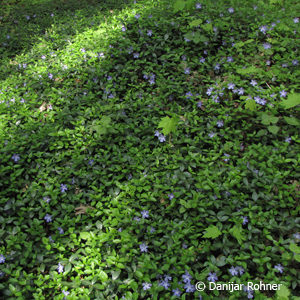 Vinca minorblau