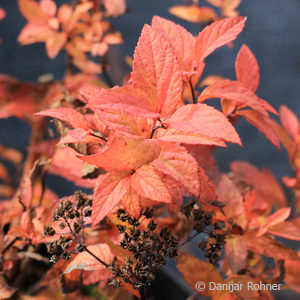 Spiraea japonica'Goldflame'