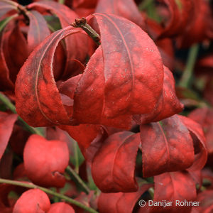 Euonymus alatus'Compactus'