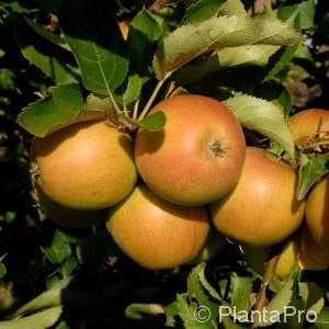 Malus (Apfel)'Rubinette'