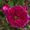 Englische Rose'Fishermans Friend'