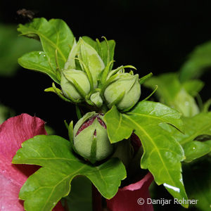 Hibiscus syriacus'Woodbridge'