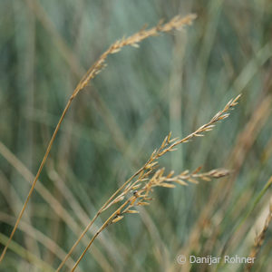 Festuca glauca