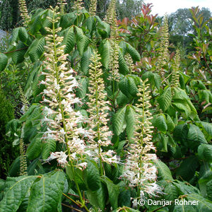 Aesculus parviflora