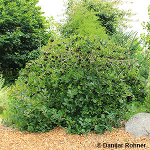 Aronia melanocarpa