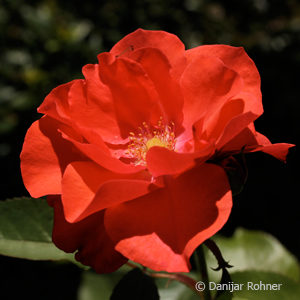 Strauchrose'Feuerwerk'