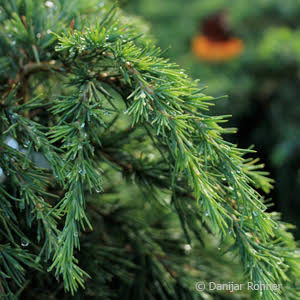 Cedrus deodara'Golden Horizon'