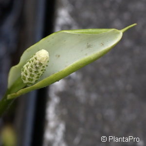 Calla palustris