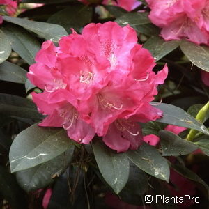 Rhododendron (Yakushimanum-Gruppe)'Morgenrot'